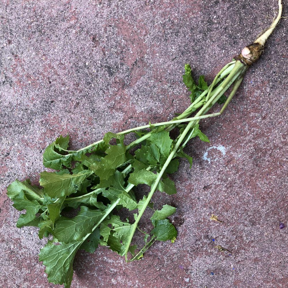 Sopa de Couve nabo com feijao_grafe_e_faca