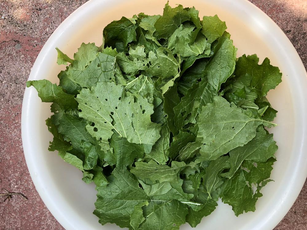 Sopa de Couve nabo com feijao_grafe_e_faca