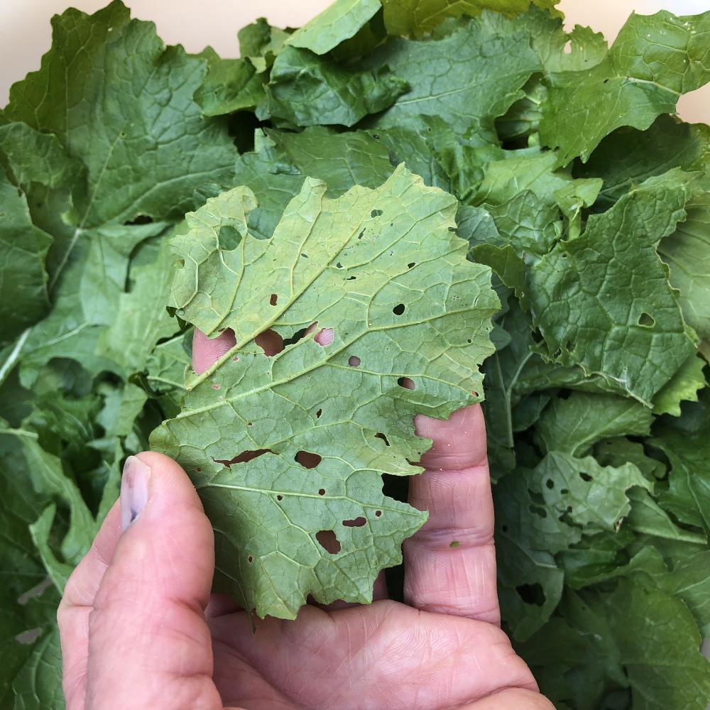 Sopa de Couve nabo com feijao_grafe_e_faca