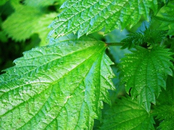 esparregado de urtigões